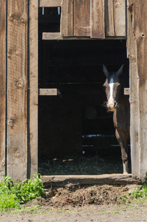 A horse with a gray/brown coat & white stripe down forehead peeks our from a barn doorway.
