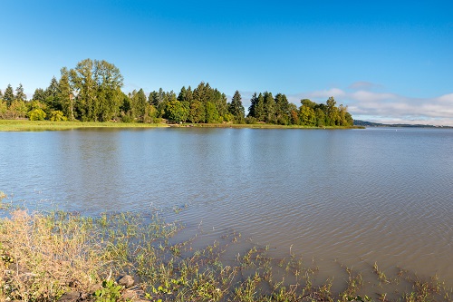 Wide calm water body with trees on far shore.