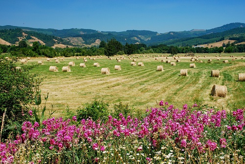 Wildflowers on the edge of a hay field. Rolls of grass or hay are scattered around the field. Low hills in the distance.