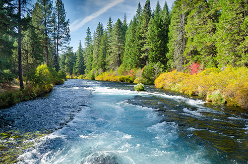 Evergreen trees line the banks of a river.