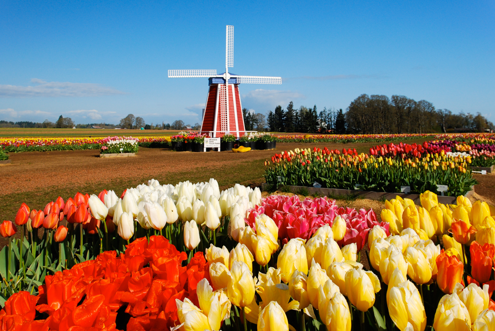 yellow, red, and white tulips surrounding a windmill