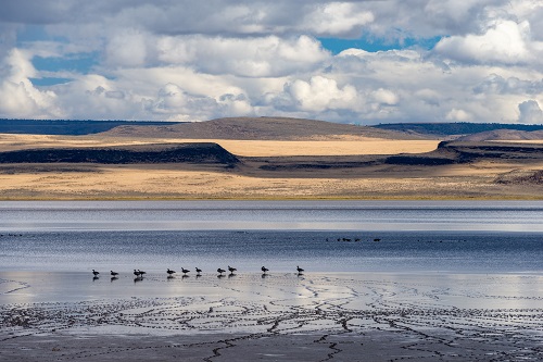 little birds walking on sand and lake and brown plains in distance