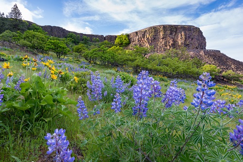 yellow and purple flowers on rocky hillside