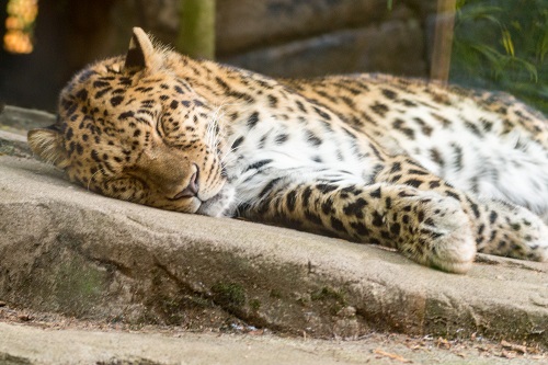 sleeping leopard 
