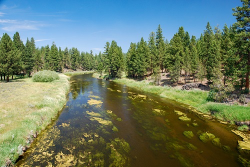 river and evergreen trees in Chiloquin