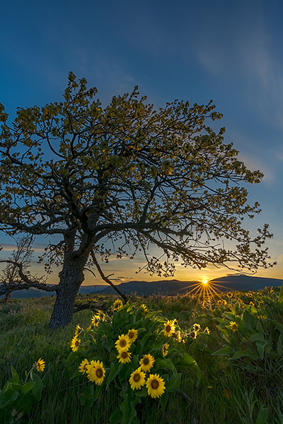 Sun shines over the tip of a mountain range onto a tree standing in a field of sunflowers.