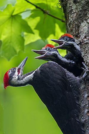 Two baby woodpeckers stick their heads out of a tree hollow. A parent woodpecker hangs on the side of the tree facing them.