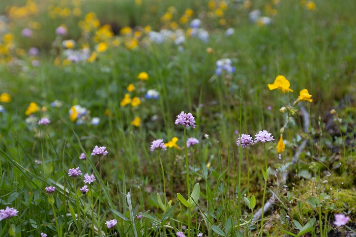 Wildflowers in spring bloom at Cascade-Siskiyou National Monument.