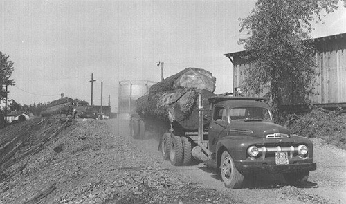 A 1930s or 40s truck with a flat bed attached to the back with large trees that have been cut down laying along the bed.