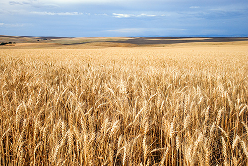 A field of wheat ready for harvest.