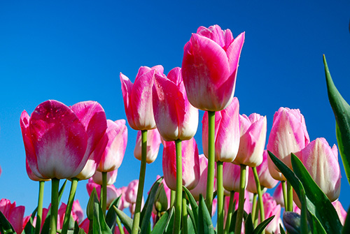 pink tulips against blue sky