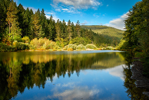 calm river with evergreen trees in the background