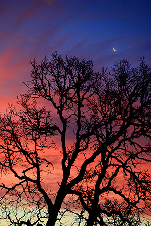 sun peeks through bare tree branches silhouetted against the early‑morning sky