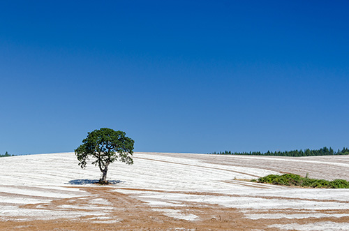 white fertilized corn field