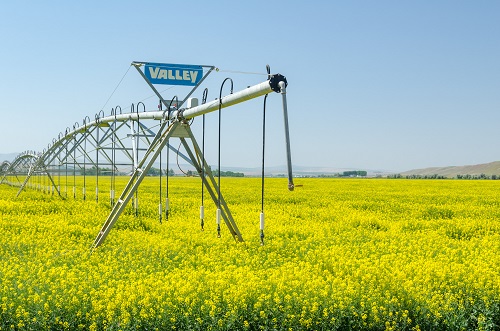 A field of canola with bright yellow flowers. A center pivot irrigation system stands in the middle with the brand name Valley