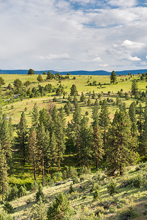 A scenic view of a lush green valley with scattered trees and shrubs under a partly cloudy sky.
