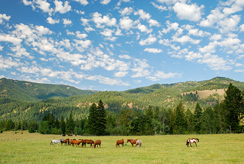 A herd of horses grazing in a lush green field with rolling hills and dense forests in the background under a clear blue sky dotted with fluffy white clouds.