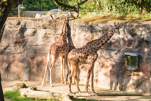 Two giraffes stand in an enclosure, with one reaching up to nibble on tree leaves while the other stands nearby. The scene is set against a rock wall and lush greenery.