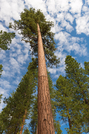 view of ponderosa pine trees from the ground looking up towards the sky