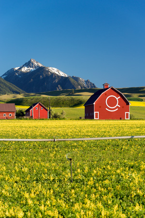 Red barn bearing a white logo on its side, set in a field of bright yellow wildflowers