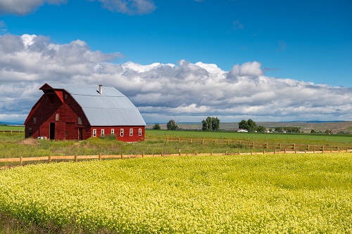 A barn surrounded by yellow flowers.