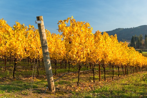 Grape vines with yellow leaves in autumn