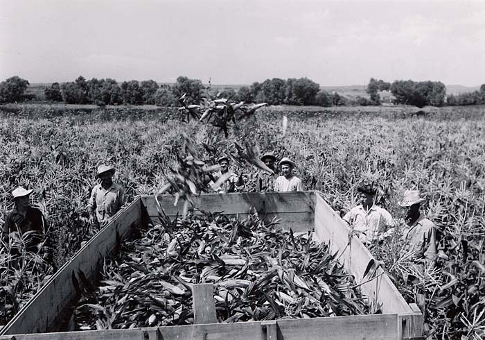 Workers in a field of corn with a large wooden bin in the center. Workers throw corn into the bin.