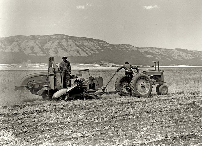Two men use a tractor and farm equipment to harvest peas from a dusty field.