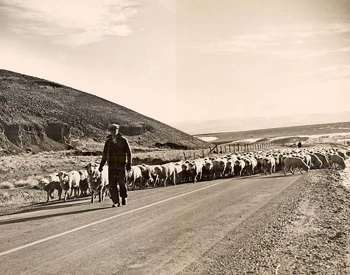 Man leads a flock of sheep down a paved road.