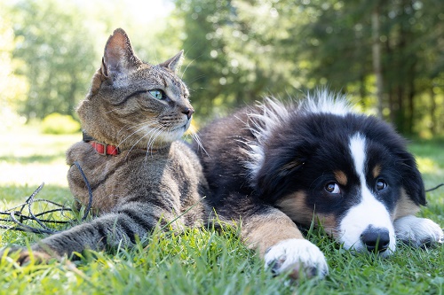 A cat and dog lay in the grass next to each other.