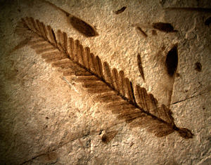 Metasequoia tree fossil