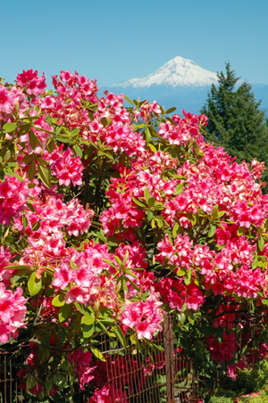Rhododendrons with Mount Hood in the background