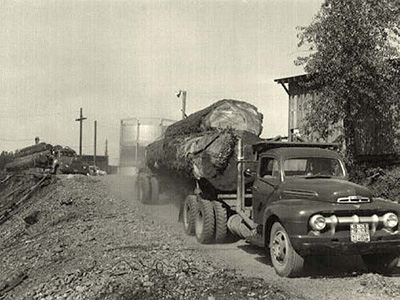 A 1930s or 40s truck with a flat bed attached to the back with large trees that have been cut down laying along the bed.