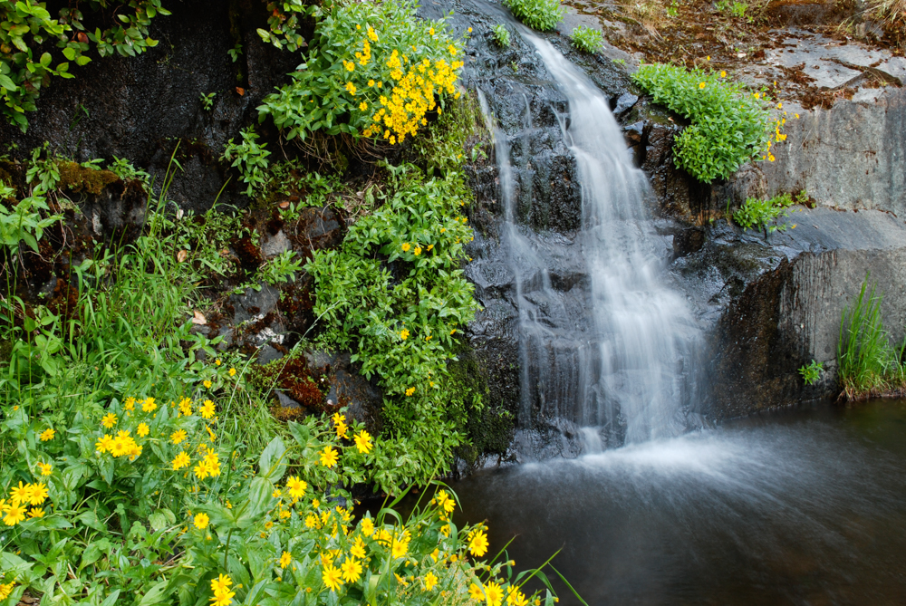 yellow flowers next to waterfall