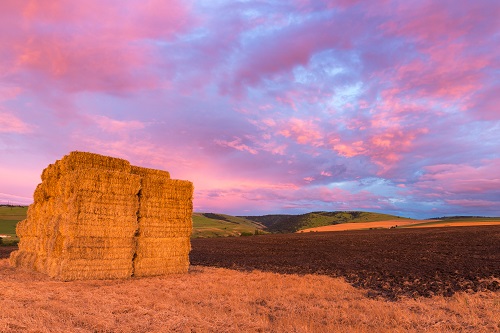 bales of hay and pink clouds