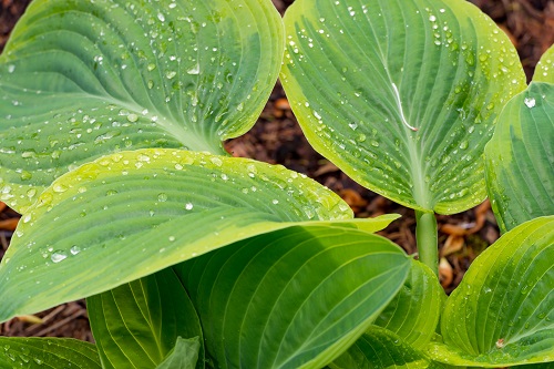 green hosta plant covered with dew