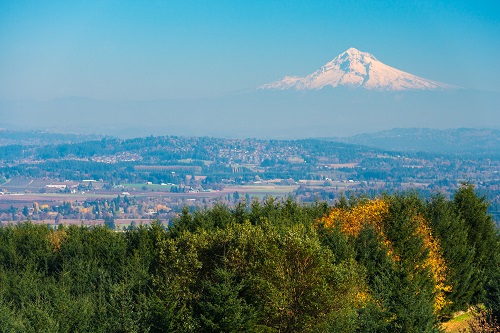 green and yellow trees with Mount Hood in the distance