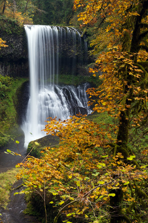 yellow autumn leaves in the foreground with waterfall