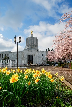 Capitol Building with daffodils and cherry trees blossoming in the foreground.